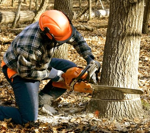 Tree Removal in Quitman, MS